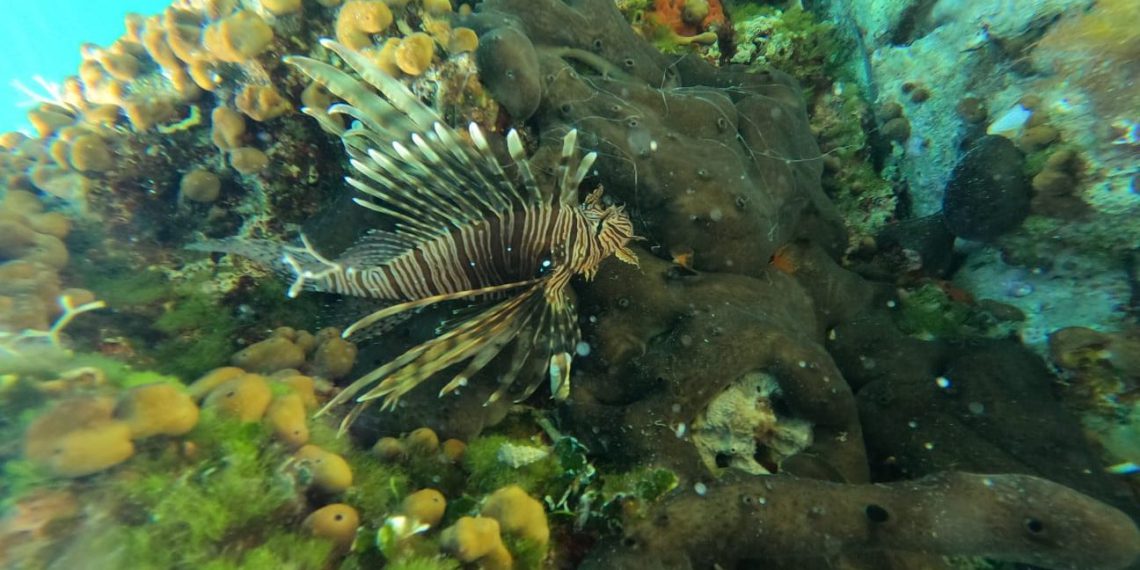 Opasna riba stigla na naš otok: Agresivna je i može uzrokovati smrtne posljedice