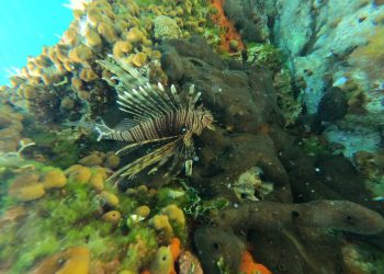 Opasna riba stigla na naš otok: Agresivna je i može uzrokovati smrtne posljedice