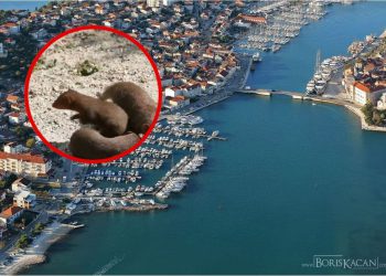 Ove životinje su zavladale Čiovom. Rade štetu, a mještani su na rubu živaca