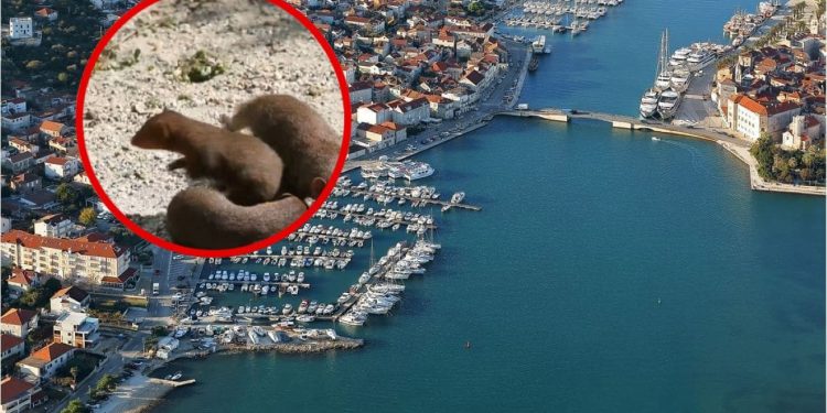 Ove životinje su zavladale Čiovom. Rade štetu, a mještani su na rubu živaca