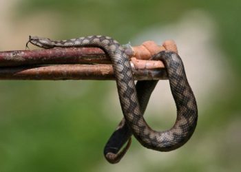 Ovih mirisi držat će zmije podalje od vašeg đardina i doma