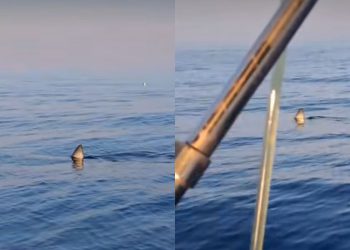 ‘PA SAD SE VI KUPAJTE U DUBINI’ Morski pas Mako kružio oko čamca, sve je snimljeno