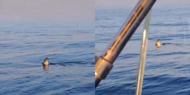 ‘PA SAD SE VI KUPAJTE U DUBINI’ Morski pas Mako kružio oko čamca, sve je snimljeno