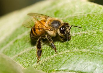 Pčele ubojice šire se po SAD -u – i privlače se u sjeverne države zbog zagrijavanja tempova
