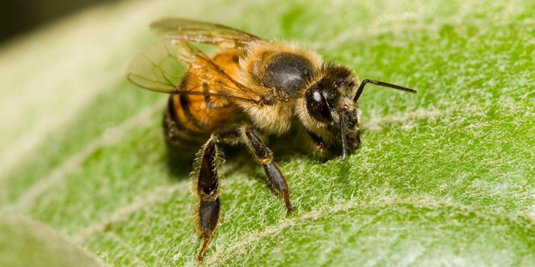 Pčele ubojice šire se po SAD -u – i privlače se u sjeverne države zbog zagrijavanja tempova
