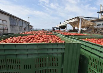Podravka ove godine želi proizvesti 40.000 tona rajčice, Dalić: ‘Proširili smo suradnju na cijelu Hrvatsku’