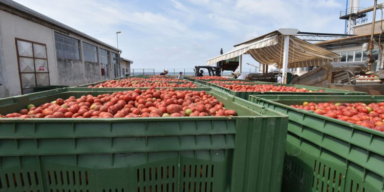 Podravka ove godine želi proizvesti 40.000 tona rajčice, Dalić: ‘Proširili smo suradnju na cijelu Hrvatsku’