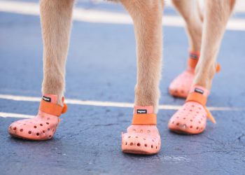 Policijski psi davali su čizme za zaštitu tijekom klupskog Svjetskog kupa