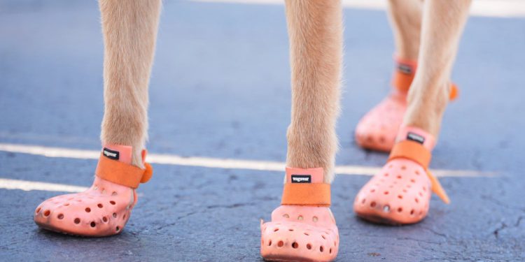 Policijski psi davali su čizme za zaštitu tijekom klupskog Svjetskog kupa