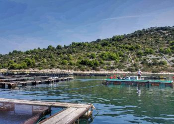 Porast temperature mora negativno utječe na zdravlje riba te povećava rizik od bolesti