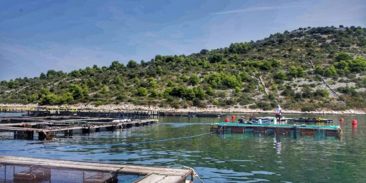 Porast temperature mora negativno utječe na zdravlje riba te povećava rizik od bolesti