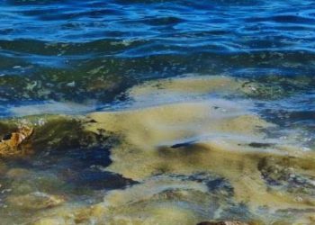 Prošlo ljeto uz obalu Istre i Dalmacije vukla se bijelo siva sluz – znanstvenici su otkrili njezinu tajnu!