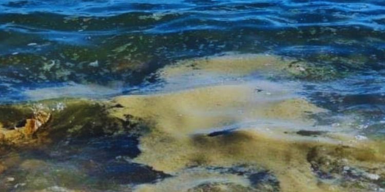 Prošlo ljeto uz obalu Istre i Dalmacije vukla se bijelo siva sluz – znanstvenici su otkrili njezinu tajnu!