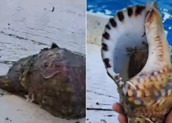 Rijetki susret u Jadranu: Lastovski ribar snimio zaštićenog diva morskih dubina i učinio potez vrijedan divljenja