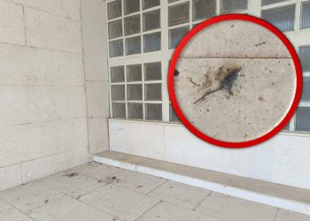 Ružan prizor ispred Banovine – mrtvi štakor ispred ulaznih vrata zgrade