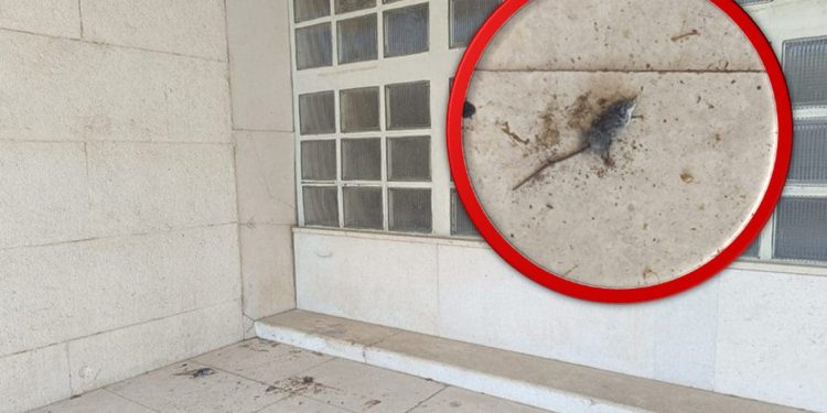 Ružan prizor ispred Banovine – mrtvi štakor ispred ulaznih vrata zgrade