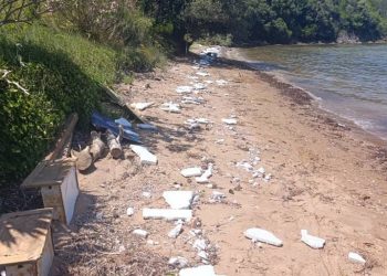 SMEĆE POSVUDA Ovako izgleda plaža u Kukljici na Ugljanu!