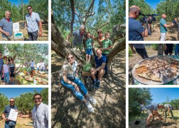 Senzacija na istoku Splita: Maslina stara čak 1.200 godina otkrivena u Žrnovnici. Organizirana prava fešta