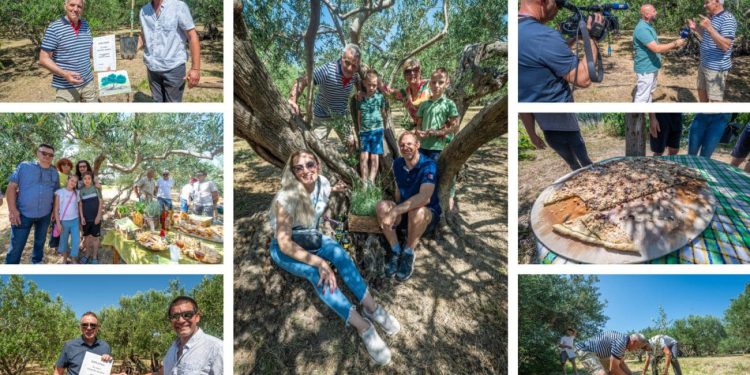 Senzacija na istoku Splita: Maslina stara čak 1.200 godina otkrivena u Žrnovnici. Organizirana prava fešta