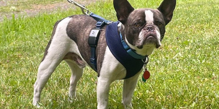 Sestra se izjašnjava krivim za napuštanje svog francuskog buldoga na aerodromu Pittsburgh, jer je nije mogla ponijeti sa sobom na odmor u Meksiko