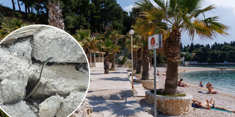 Slobodna Dalmacija – FOTO Panika među Splićanima nakon što su vidjeli zmiju na lokalnoj plaži! Stručnjak umiruje: ‘Najviše voli suhozide…’
