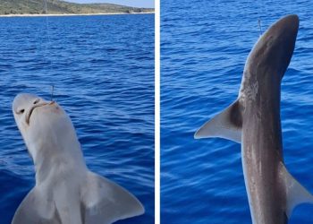 Otac i kćerka kod Hvara ulovili morskog psa: "Moja Zlata ga je pustila!"