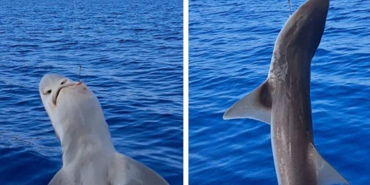 Otac i kćerka kod Hvara ulovili morskog psa: "Moja Zlata ga je pustila!"