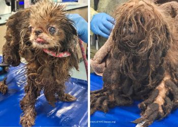 Srčane fotografije pokazuju da su umrla starije uvjeti starije žene – dok vlasti spašavaju preko 80 pasa koji su živjeli s njom