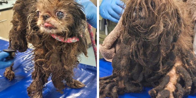 Srčane fotografije pokazuju da su umrla starije uvjeti starije žene – dok vlasti spašavaju preko 80 pasa koji su živjeli s njom