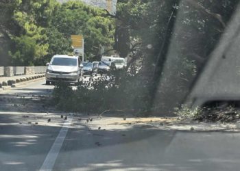 Srušio se bor na cestu prema hotelu Palace