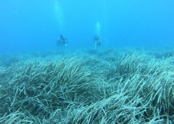 Što je to u našem moru? Nevidljiva su čuda i ključna su za zdravlje Jadrana