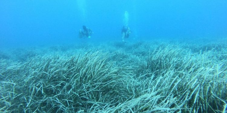 Što je to u našem moru? Nevidljiva su čuda i ključna su za zdravlje Jadrana