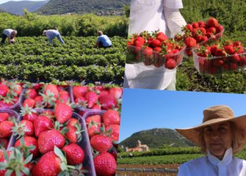 Stonske jagode slatke su ko cukar, ali sve je manje onih koji ih žele uzgajati (FOTO)