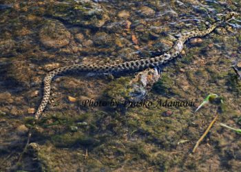 Stručnjak iz Banje Luke: ‘Inbox mi je pun slika ubijenih zmija, evo nekoliko činjenica…’