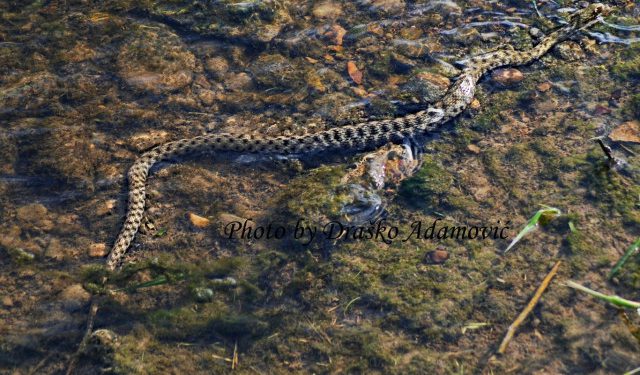 Stručnjak iz Banje Luke: ‘Inbox mi je pun slika ubijenih zmija, evo nekoliko činjenica…’
