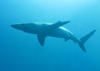 T SHARK Morski psi su iznimno bitni za Jadran, a ovo je platforma gdje se prati njihova brojnost i kretanje!