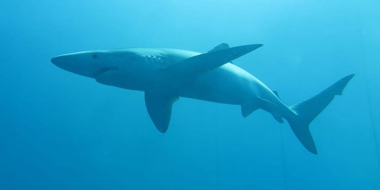 T SHARK Morski psi su iznimno bitni za Jadran, a ovo je platforma gdje se prati njihova brojnost i kretanje!