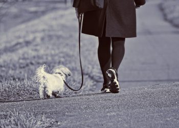 TREBA IMATI OČI I NA LEĐIMA „Kad god šetam psa, moram se osvrtat iza leđa da vidim nailazi li kakav romobil ili bicikla”
