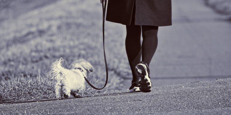 TREBA IMATI OČI I NA LEĐIMA „Kad god šetam psa, moram se osvrtat iza leđa da vidim nailazi li kakav romobil ili bicikla”