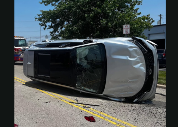 To nije samo buka: Cicadas preplavljuju zabavni park i krivicu se krive za automobilsku nesreću