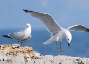 Treba uspostaviti stvarno učinkovitu zaštitu!