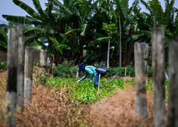 Trumpov tim kaže ICE -u da prestane uhititi na farmama, hotelima i restoranima: Izvještaj