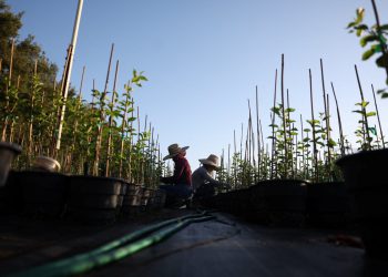 Trumpovi ledeni napadi na farmama riskiraju američku opskrbu hranom, upozoravaju ekonomisti