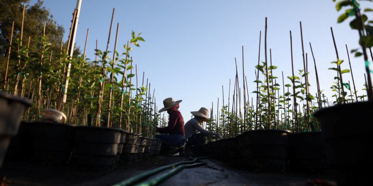 Trumpovi ledeni napadi na farmama riskiraju američku opskrbu hranom, upozoravaju ekonomisti