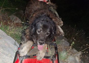 Tuga u azilu: Preminuo pas Ante kojeg je HGSS spasio prije nekoliko dana