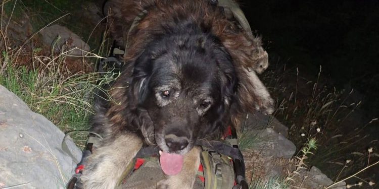 Tuga u azilu: Preminuo pas Ante kojeg je HGSS spasio prije nekoliko dana