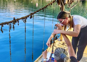 U Jadranu i Sredozemnom moru masovno ugibaju dagnje