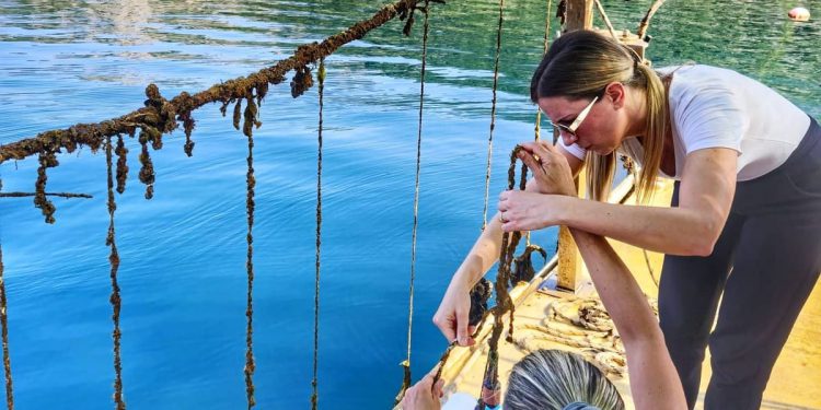 U Jadranu i Sredozemnom moru masovno ugibaju dagnje