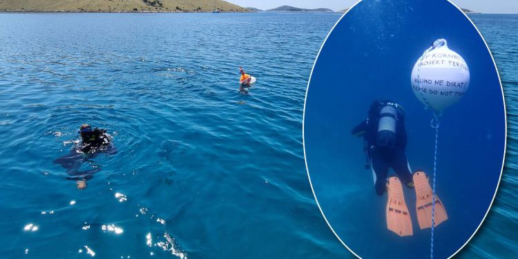 U NP Kornati postavljeni kolektori za prikupljanje mlađi plemenite periske (Pinna nobilis)