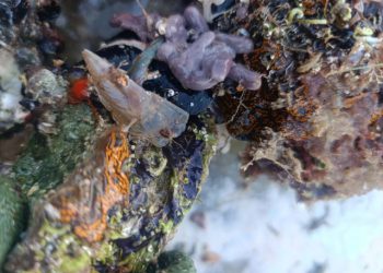 U Neumu pronađena periska koja je skoro izumrla u Jadranu